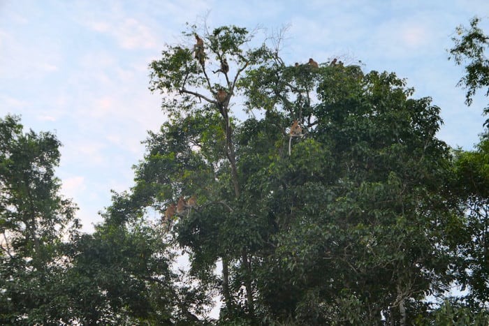 Proboscis monkeys in trees. 