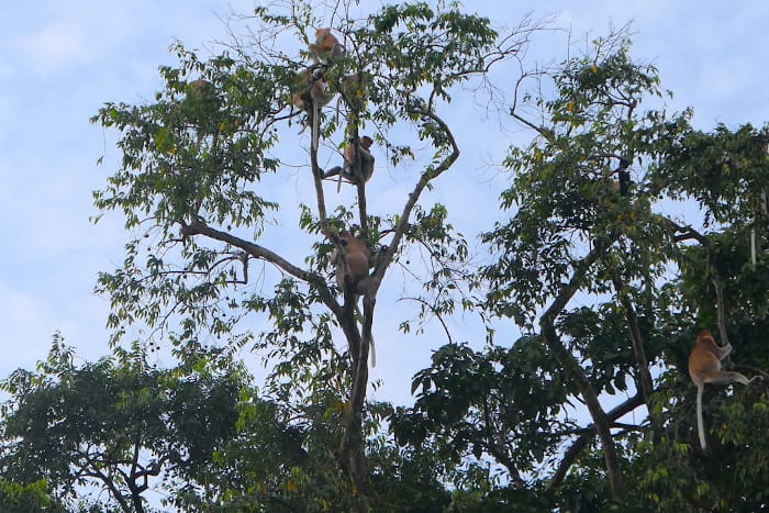 Os macacos de Proboscis têm barrigas grandes.