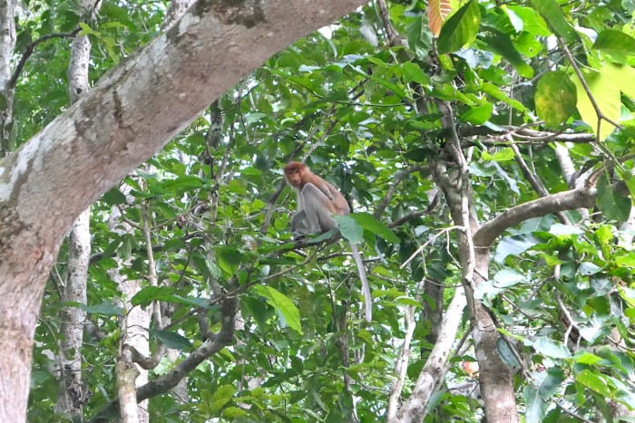 Macaco de proboscis ao longo do rio Kinabatangan.