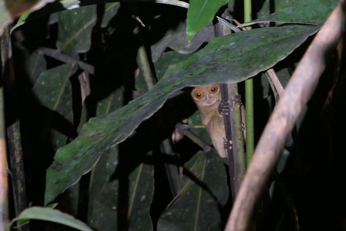 Western tarsier we saw in Deramakot Forest, Borneo, Malaysia.