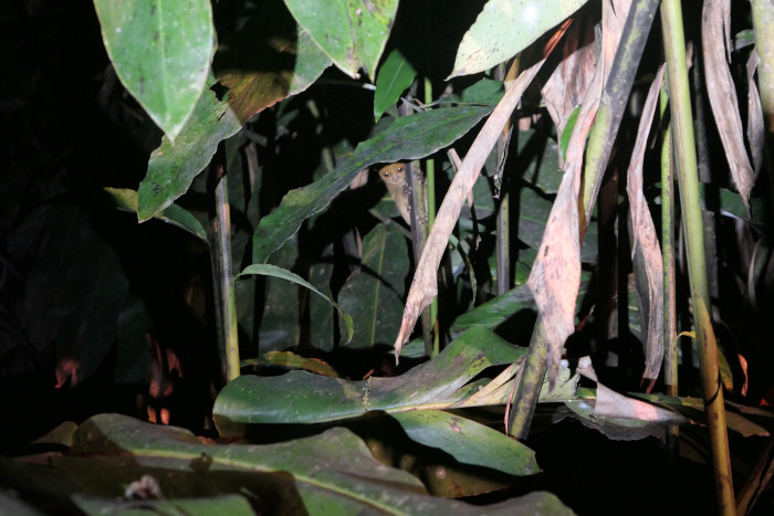 Western tarsier peaking behind vegetation.