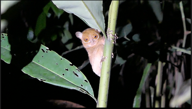 We were so lucky to see a western tarsier so clearly!