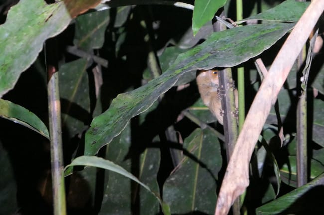 The western tarsier has specialized finger pads that help them grip too stems. 