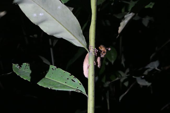 Western tarsier peaking from behind a stem. 