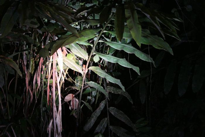 This is the Western Tarsier we spotted in the dense rainforest or Borneo.