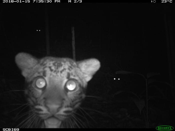Clouded leopards from the eMammal Smithsonian Borneo Mammal Survey at LEWS Project.