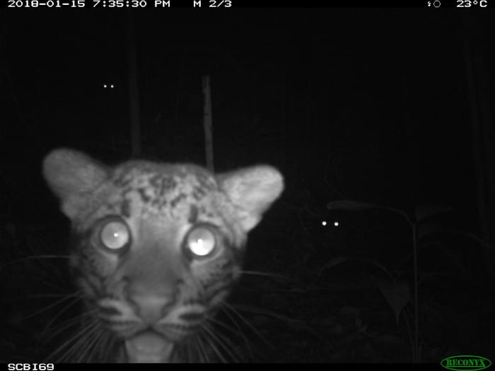 Gewolkte luipaarden van de eMammal Smithsonian Borneo Mammal Survey at LEWS Project.