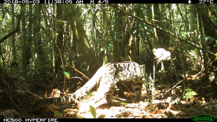 Leopardo nuvolato che prende il sole sulle trappole per fotocamere eMammal. Questo viene dal progetto Tuanan Mammal Survey in Indonesia.