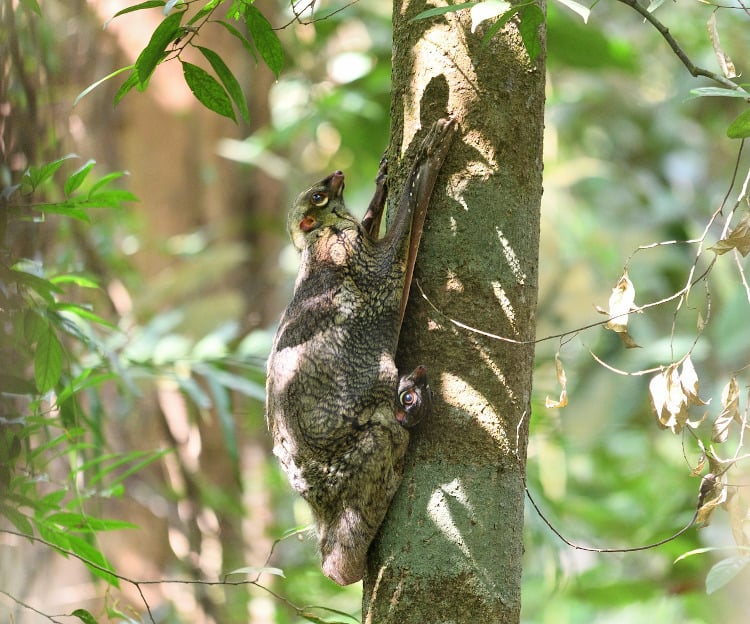 Colugo photo by chaileefung0 from Pixabay. 