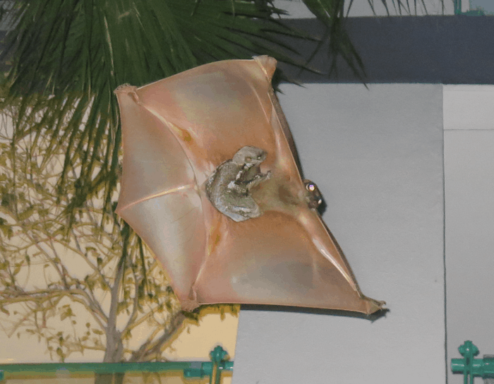 giant colugo