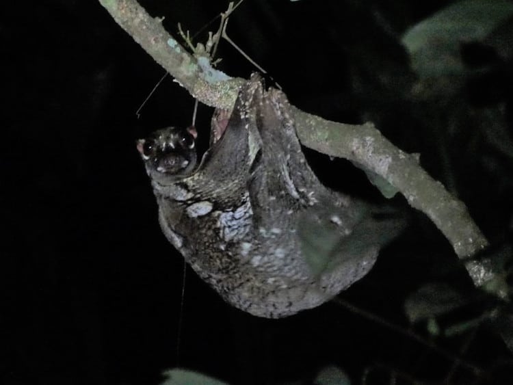 Colugo photo from iNaturalist user cats_and_corgi.