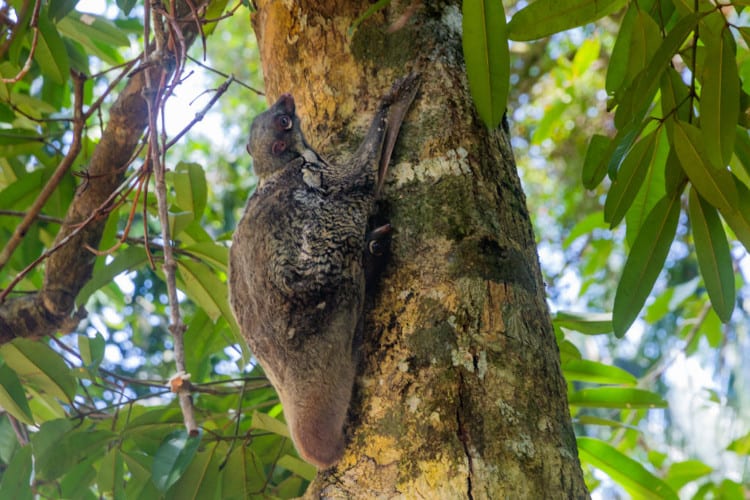 Sunda colugo