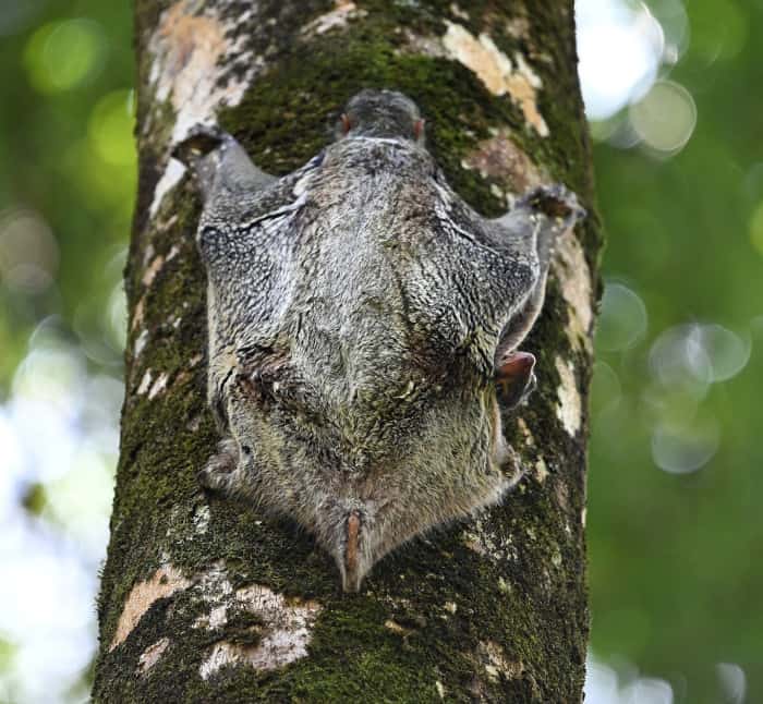 Sunda colugo hanging on a tree during daytime. Photo from iNaturalist user wkcheng71.