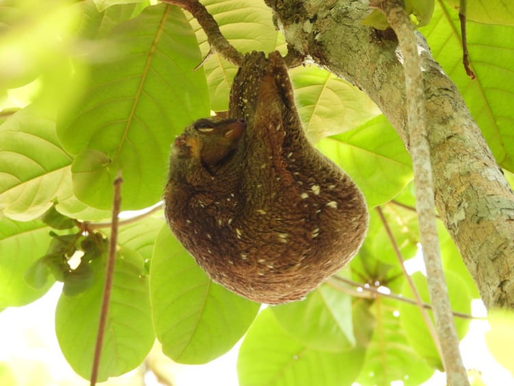 Colugo hanging upside down.