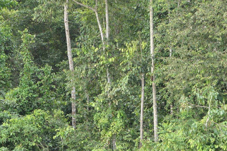 The colugo we saw. Can you see it? 