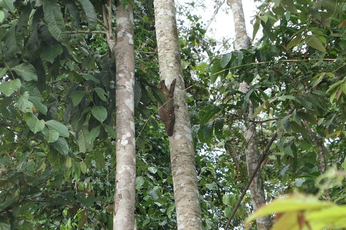 Colugo on the Kinabatangan River.