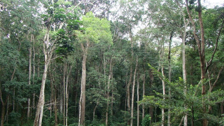 Tropical rainforests like this one in Gabon absorb lots of carbon.