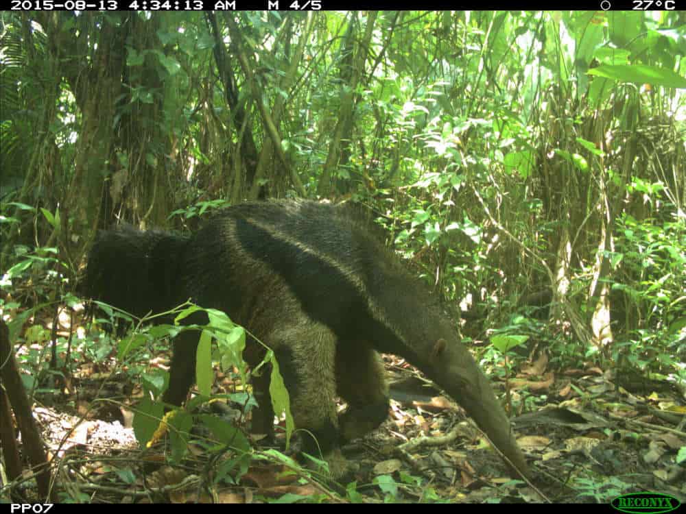 Giant anteater