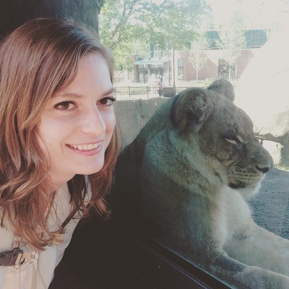 lion at Lincoln Park Zoo