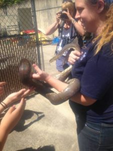 Macklot's python at ethical zoo