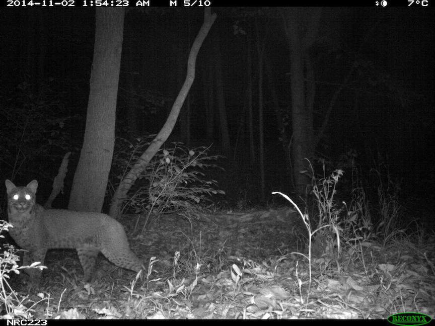 Northern Flying Squirrel (eMammal Virginia Camera Trap Field Guide