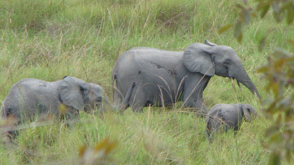 African forest elephant family group