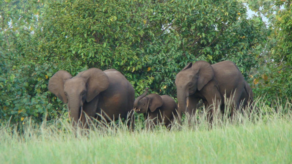 forest elephants