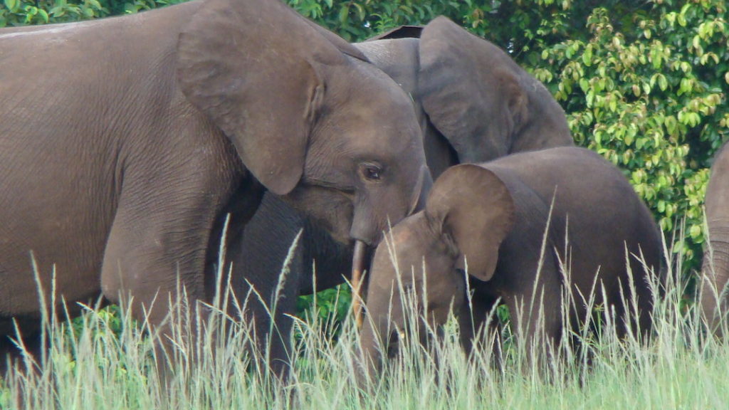 African forest elephant mom and calf