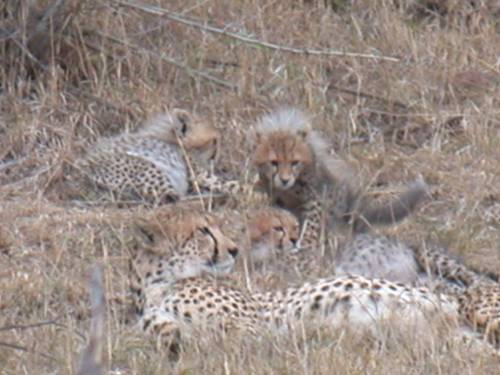 baby cheetah