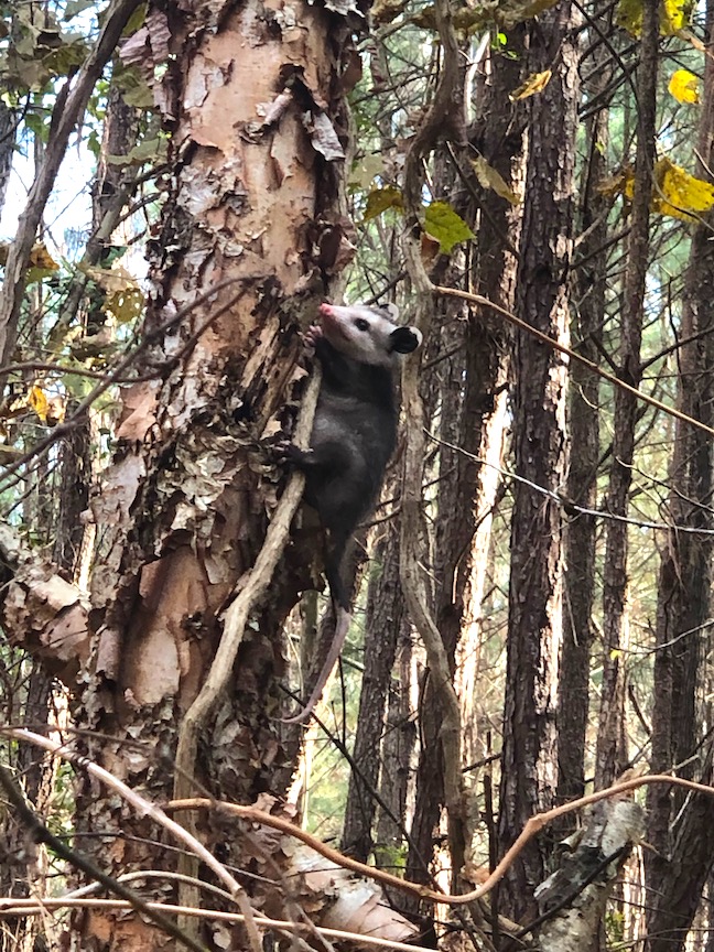 The Virginia opossum is one of the common backyard mammals in the US