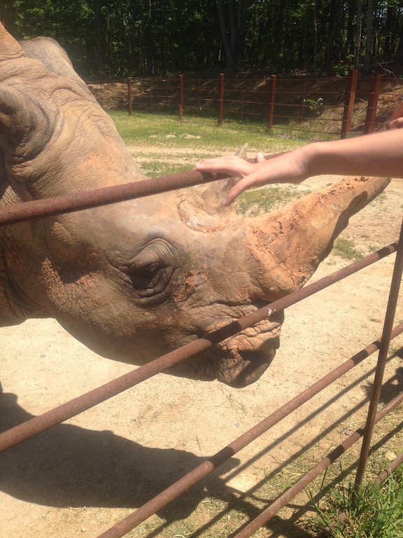 Rhino at the North Carolina Zoo