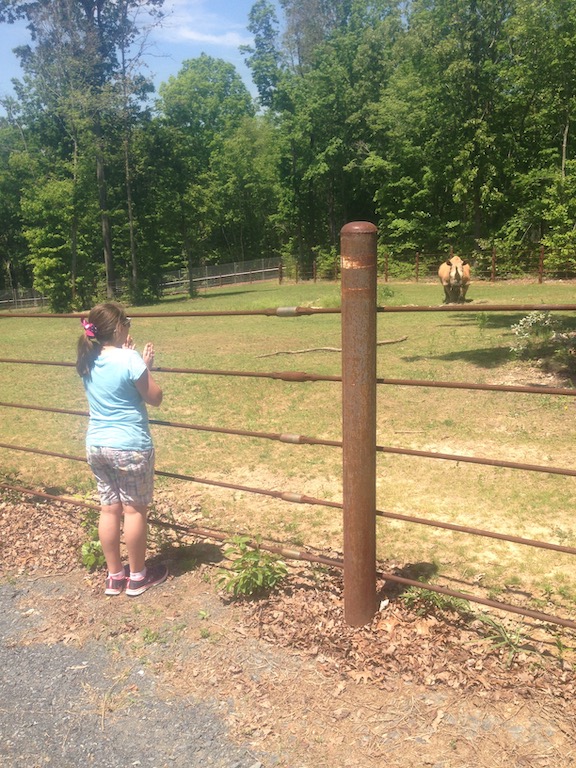 rhino at the north carolina zoo