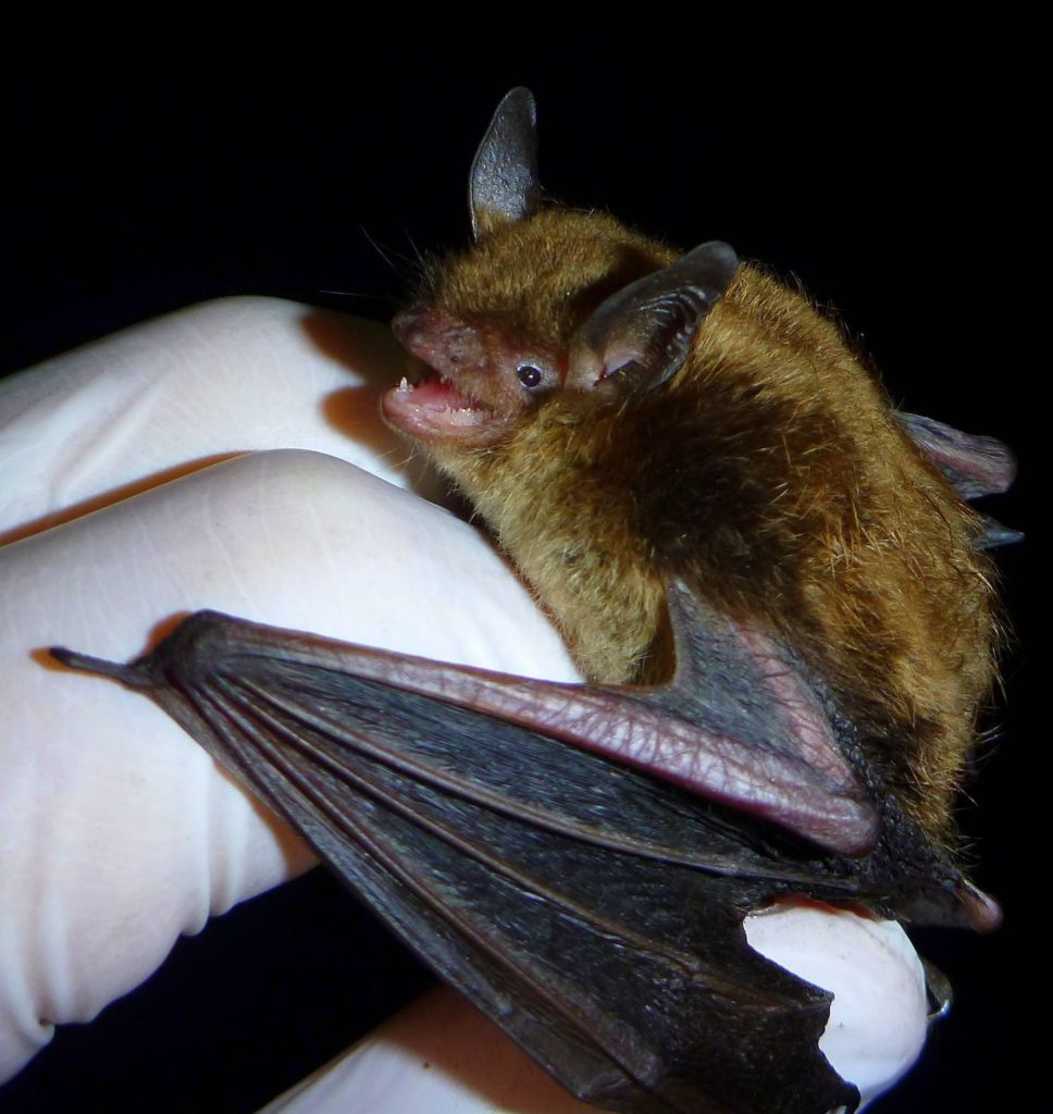 Little brown bat are common backyard mammals