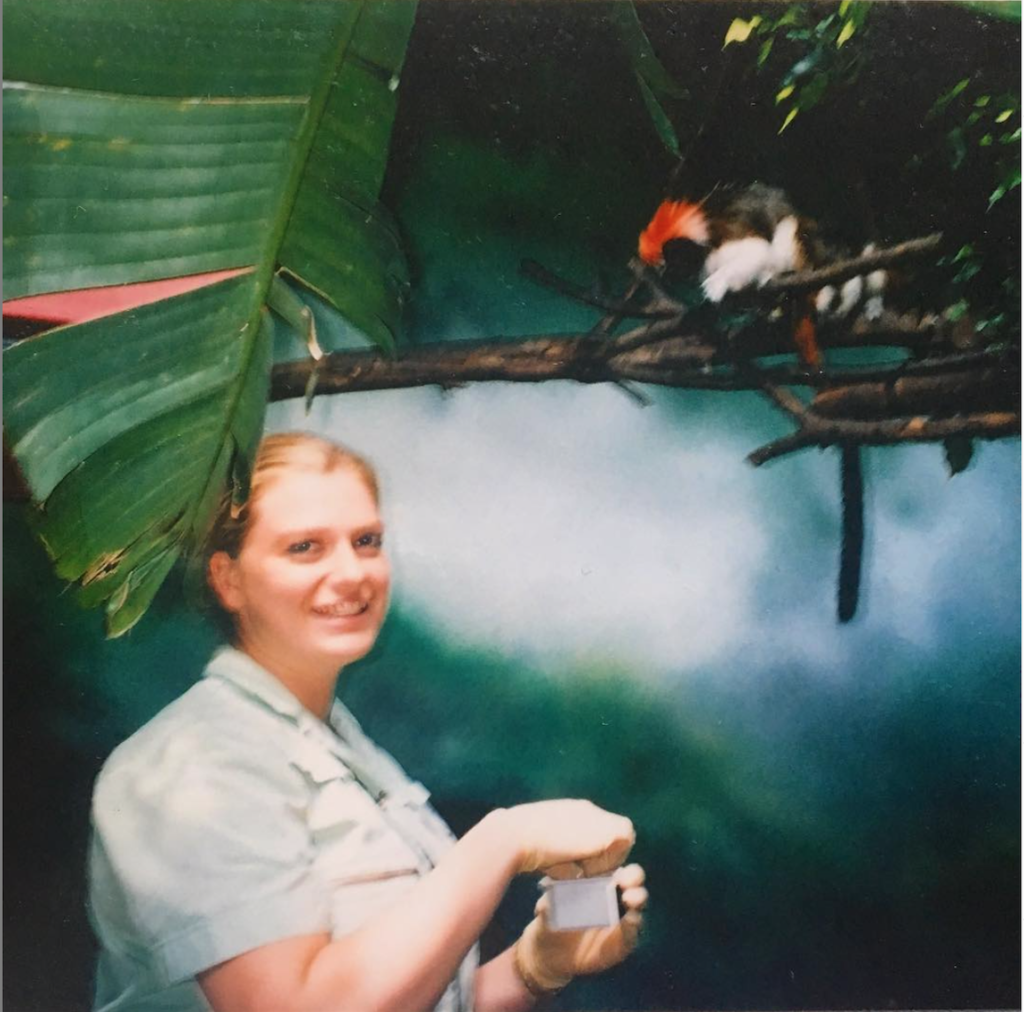 Collecting poop from a cotton-top tamarin at an ethical zoo