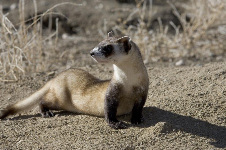 One of the ways that ethical zoos help conserve animals in the wild is through species reintroduction program. Zoo captive breed animals like this black-footed ferret to make sure the species does not become extinct. 