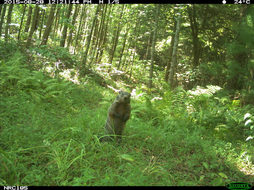 Groundhog in Asheville, North Carolina