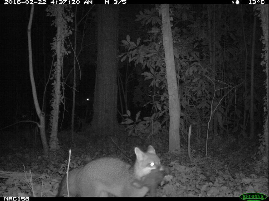 Grey fox with prey