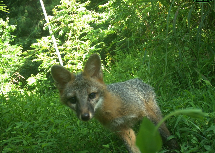 Grey foxes are common backyard mammals