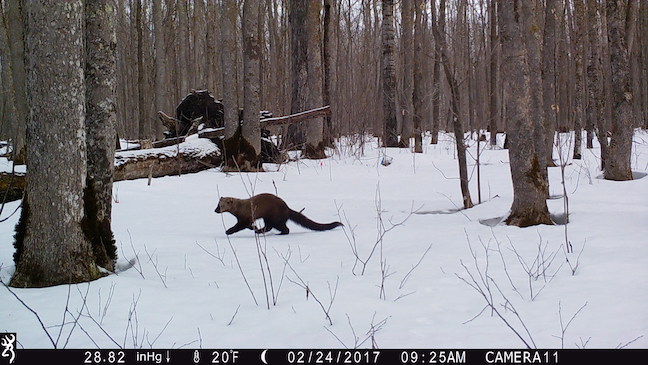 Fishers are common backyard mammals in New York