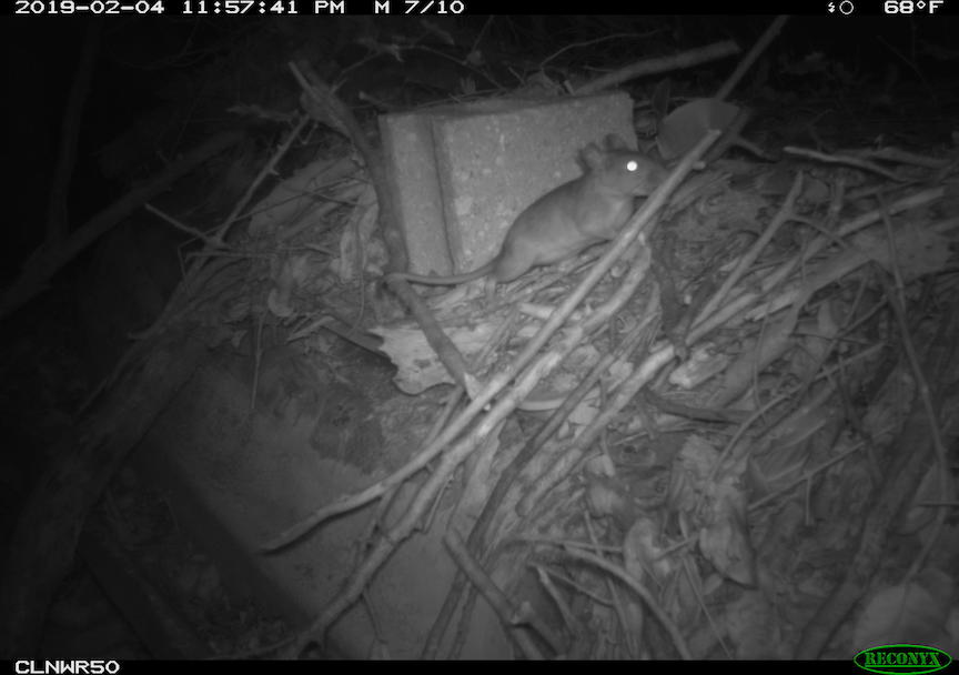 Eastern woodrat