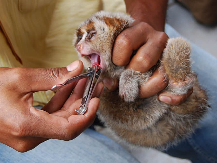 Slow lorises, a venomous mammal, often have their teeth pulled out when they are captured and used to take photos with tourists. 
