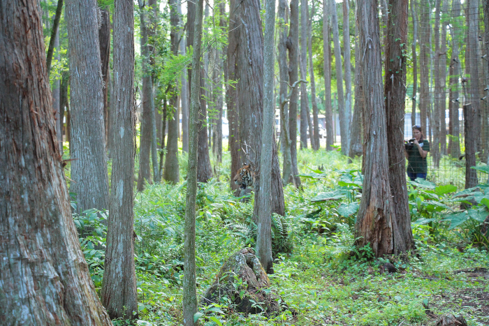 Is Cub Petting Conservation for Big Cats? - Stephanie Manka, Ph.D.