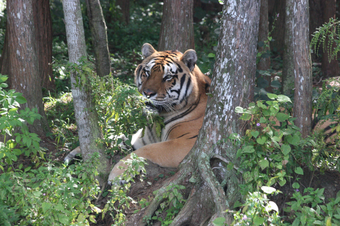 Tiger at Big Cat Rescue