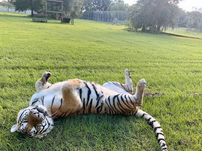 Tiger at Big Cat Rescue