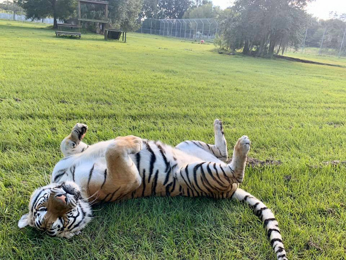 Big cat rescue store tigers