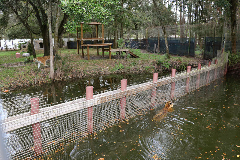 Big cat outlet enclosures