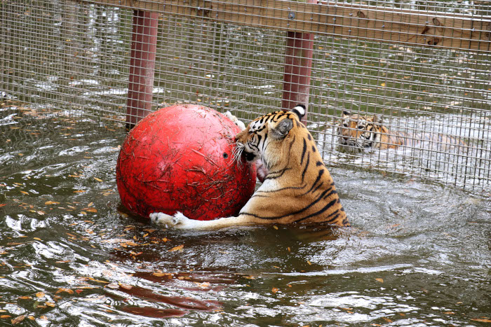 Big Cat Rescue gives their cats enrichment like this ball.