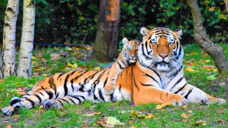 tiger cub with mom