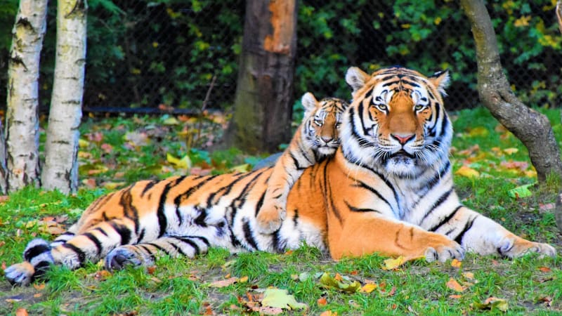 tiger cubs playing with cat