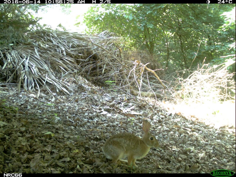 Meet the Rabbits of North Carolina Stephanie Manka, Ph.D.